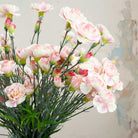 Pale Pink Carnations on a Long Stem Peony