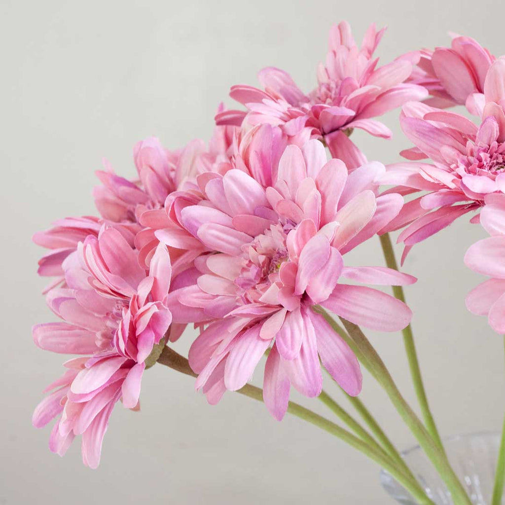 Mauve Gerbera on a Long Stem Peony