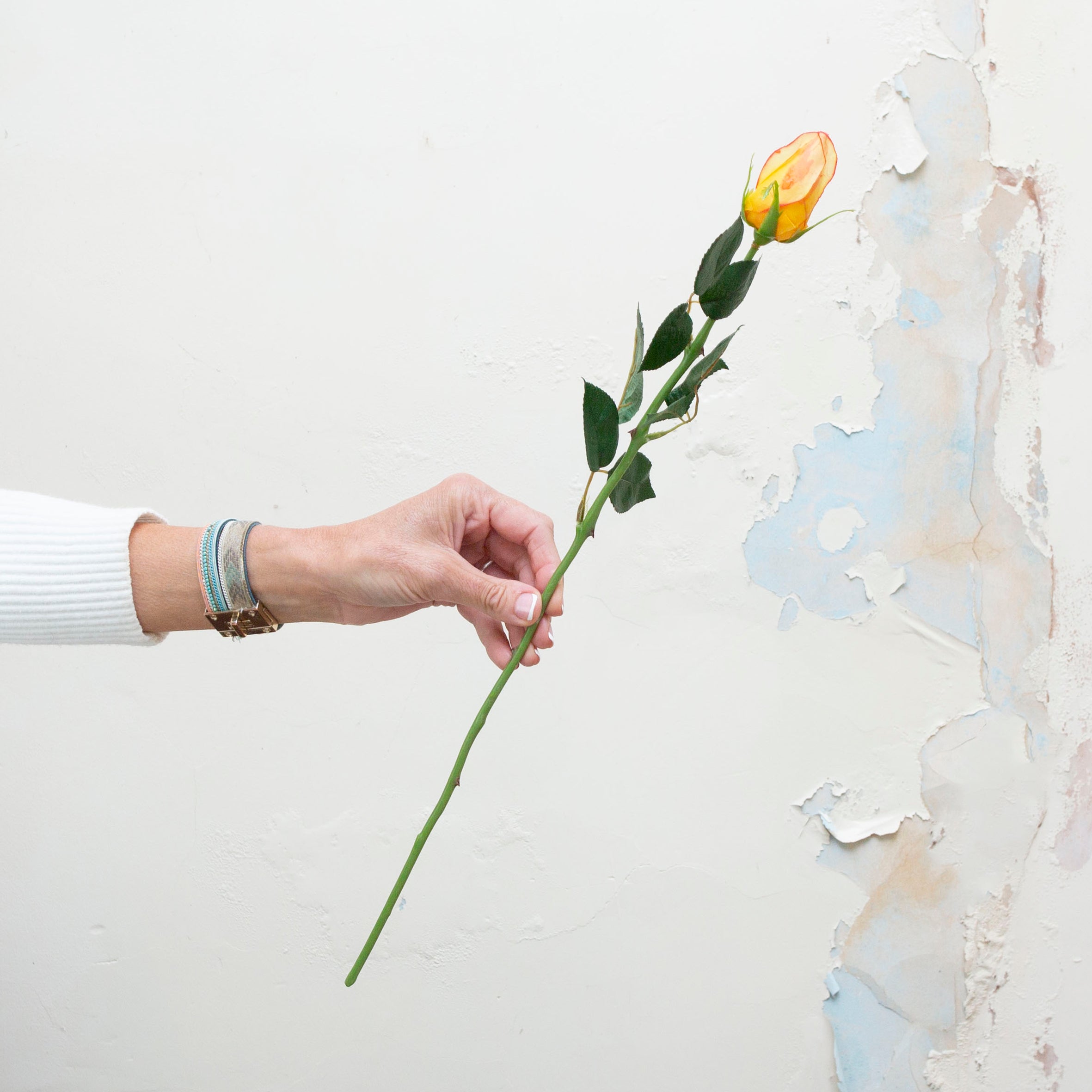 Yellow rose bud with a hint of red with leaves. Peony
