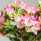 Pink Rhododendron with Leaves on a Woody Branch Peony