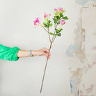 Pink Rhododendron with Leaves on a Woody Branch Peony