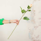 Peach / Pink Rose with Buds and Thorns on a Long Stem Peony