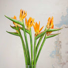 Bird Of Paradise on a Long Stem Peony