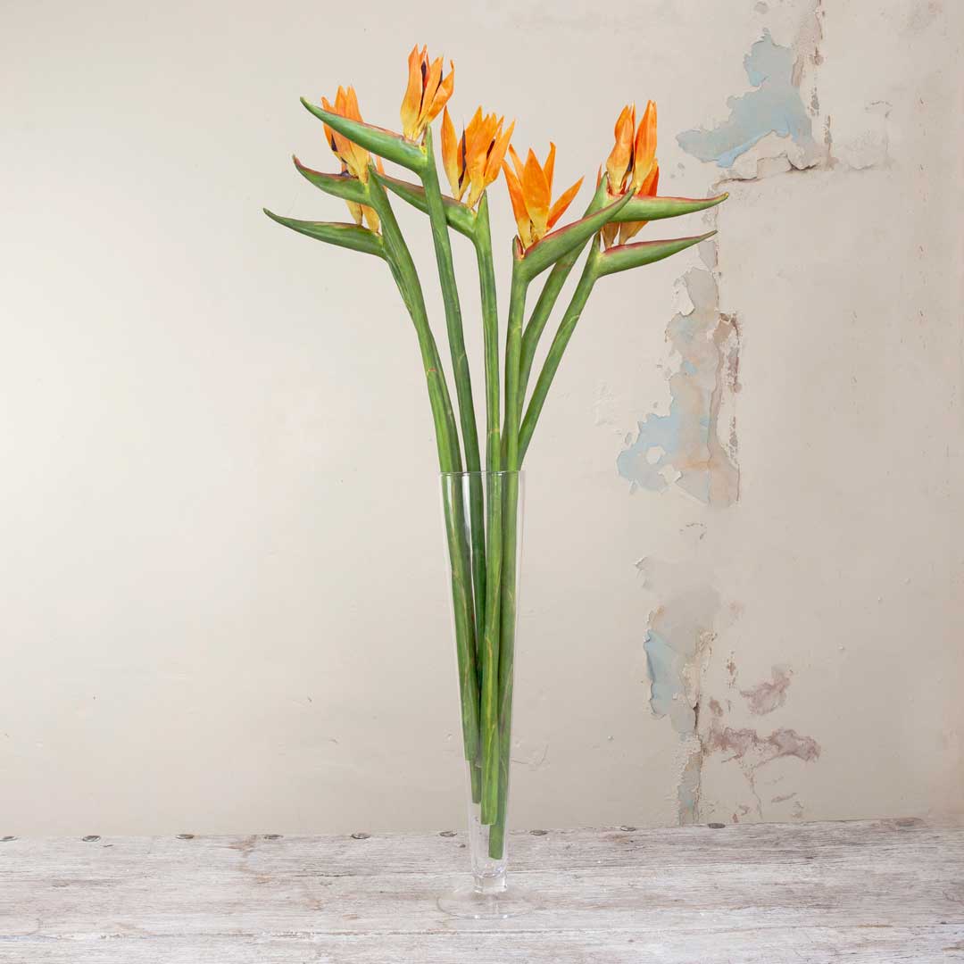 Bird Of Paradise on a Long Stem Peony