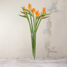Bird Of Paradise on a Long Stem Peony