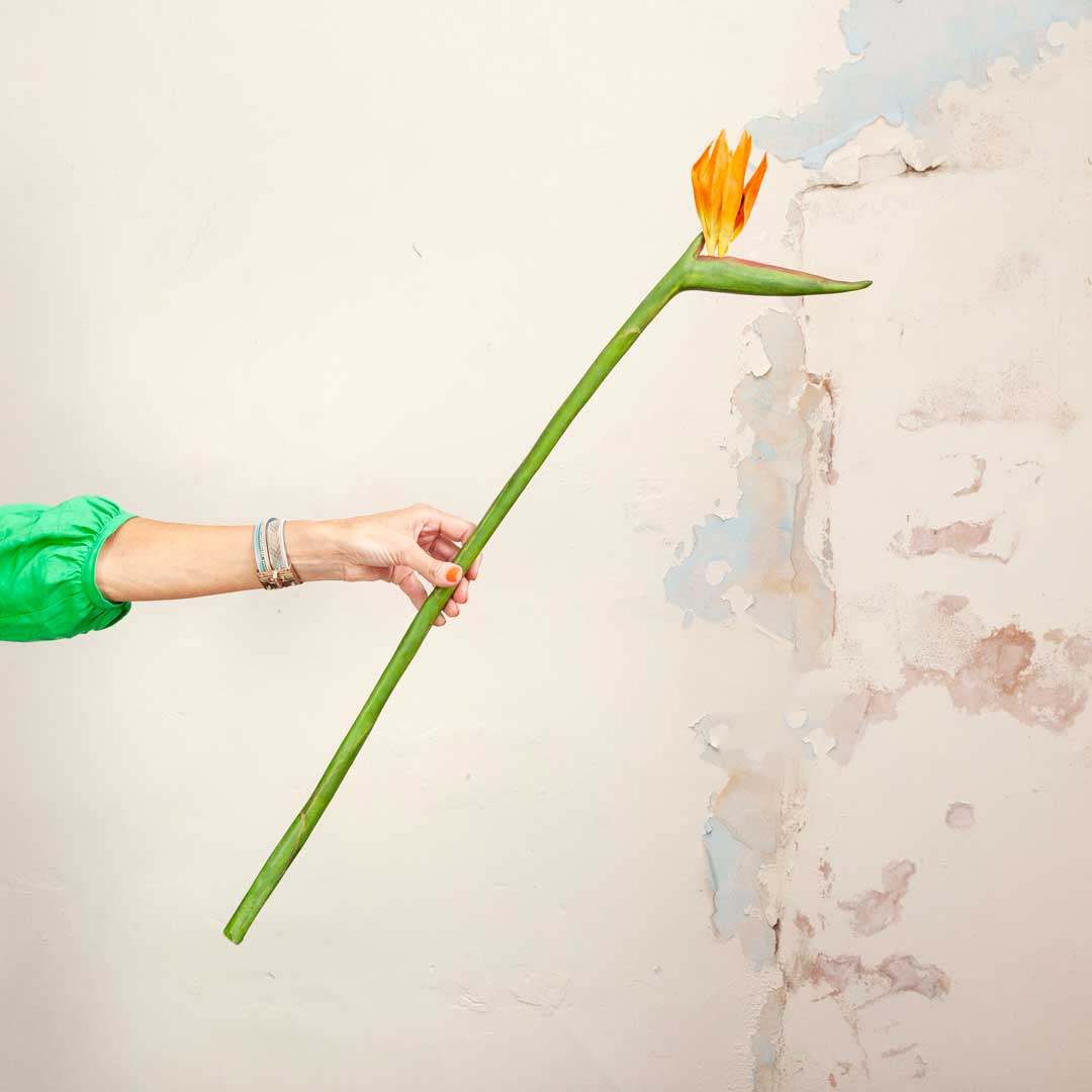 Bird Of Paradise on a Long Stem Peony