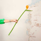 Bird Of Paradise on a Long Stem Peony