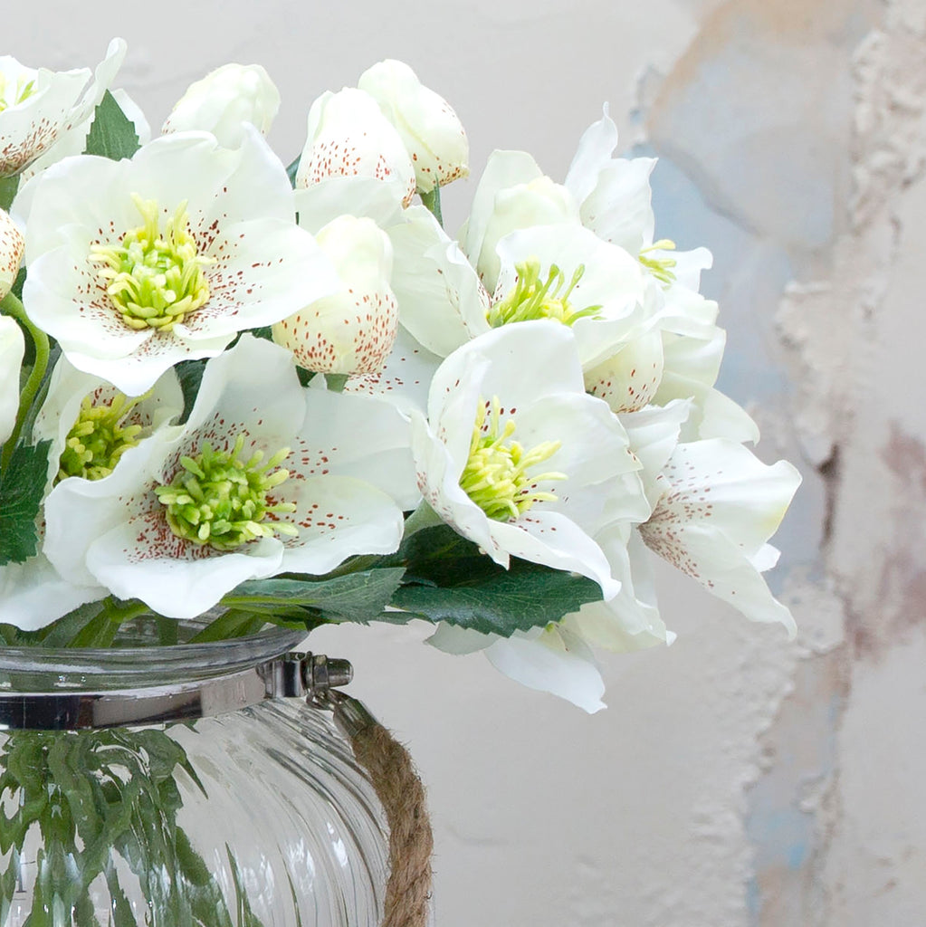Bridal white hellebore with bud. Peony