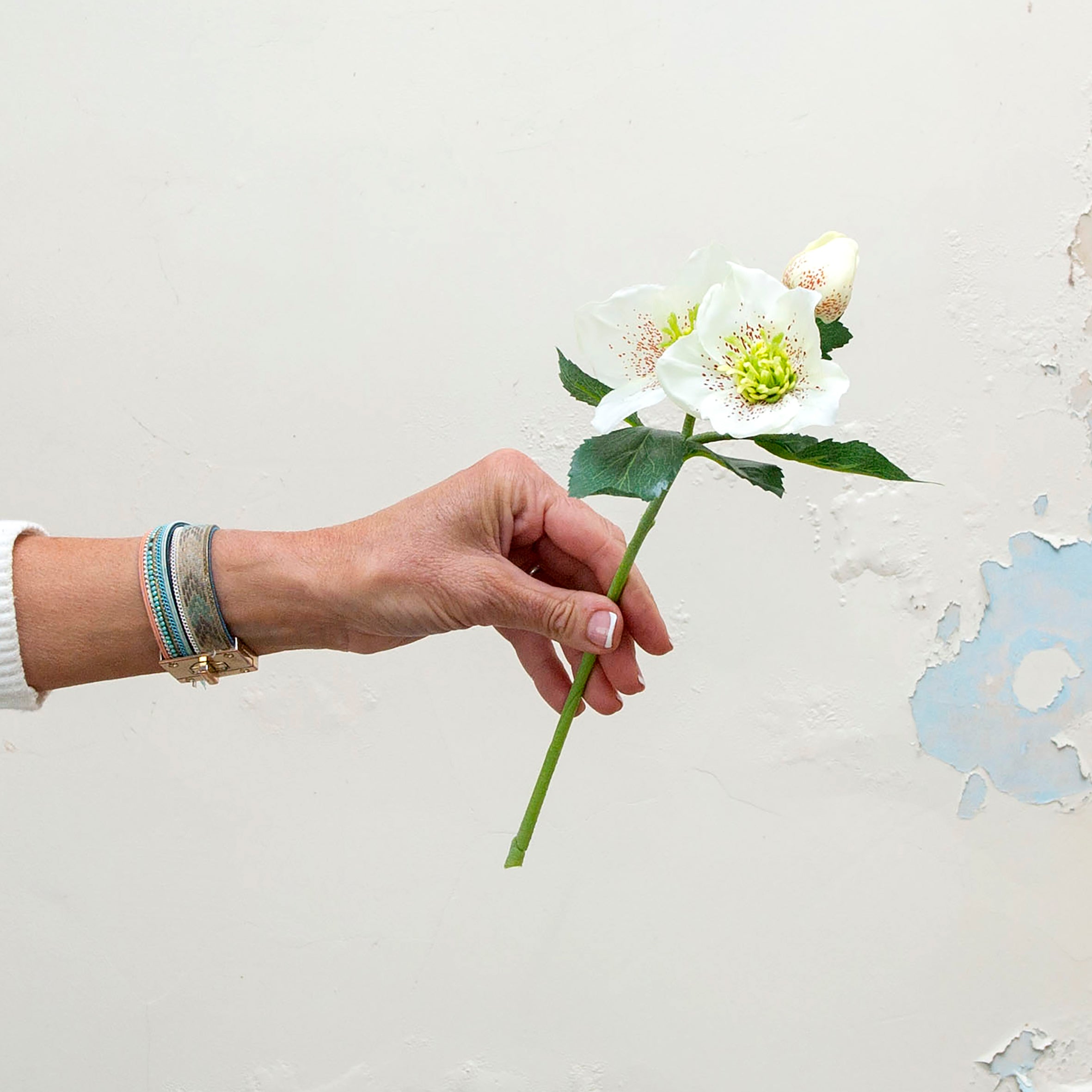 Bridal white hellebore with bud. Peony