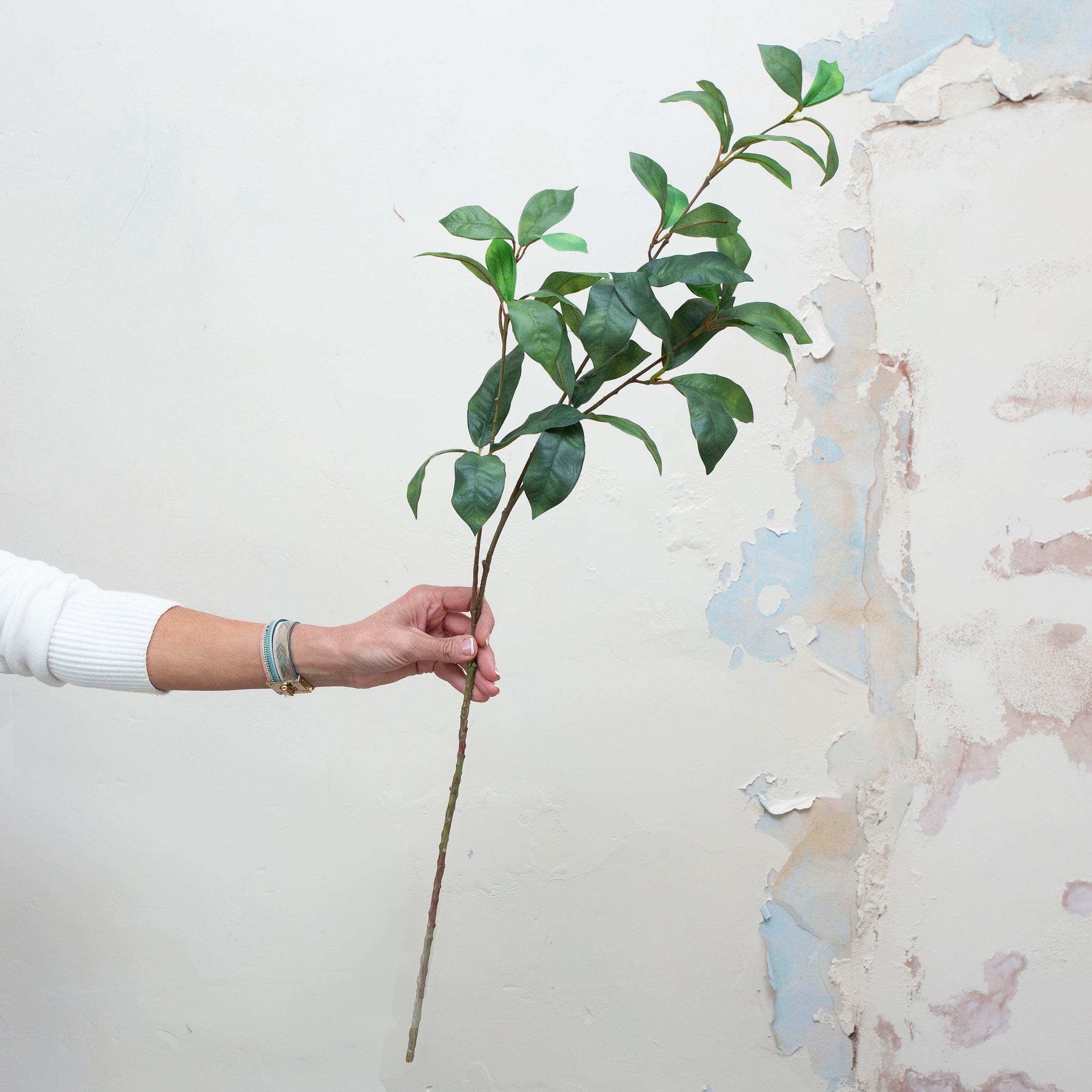 Green laurel leaves on a long stem. Peony