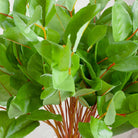 Green Salal Leaves Peony