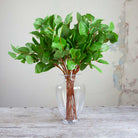 Green Salal Leaves Peony
