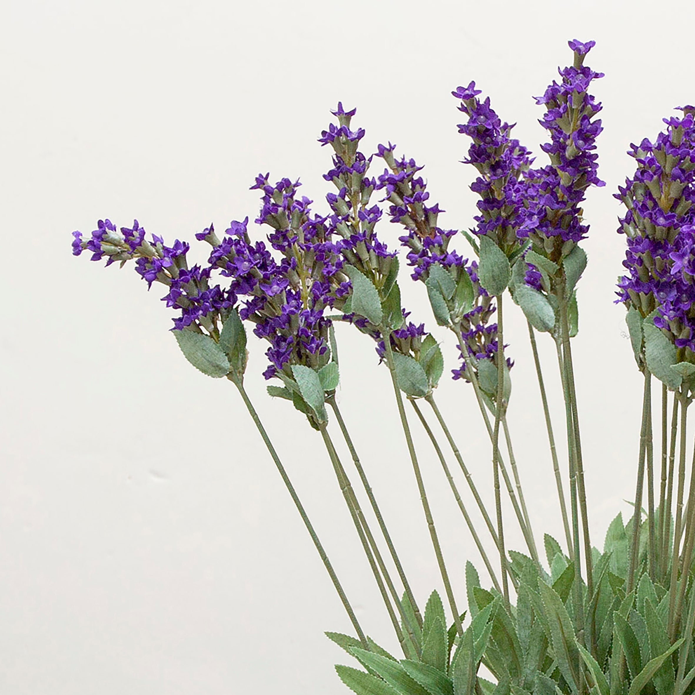Hidcote blue lavender bush. Peony