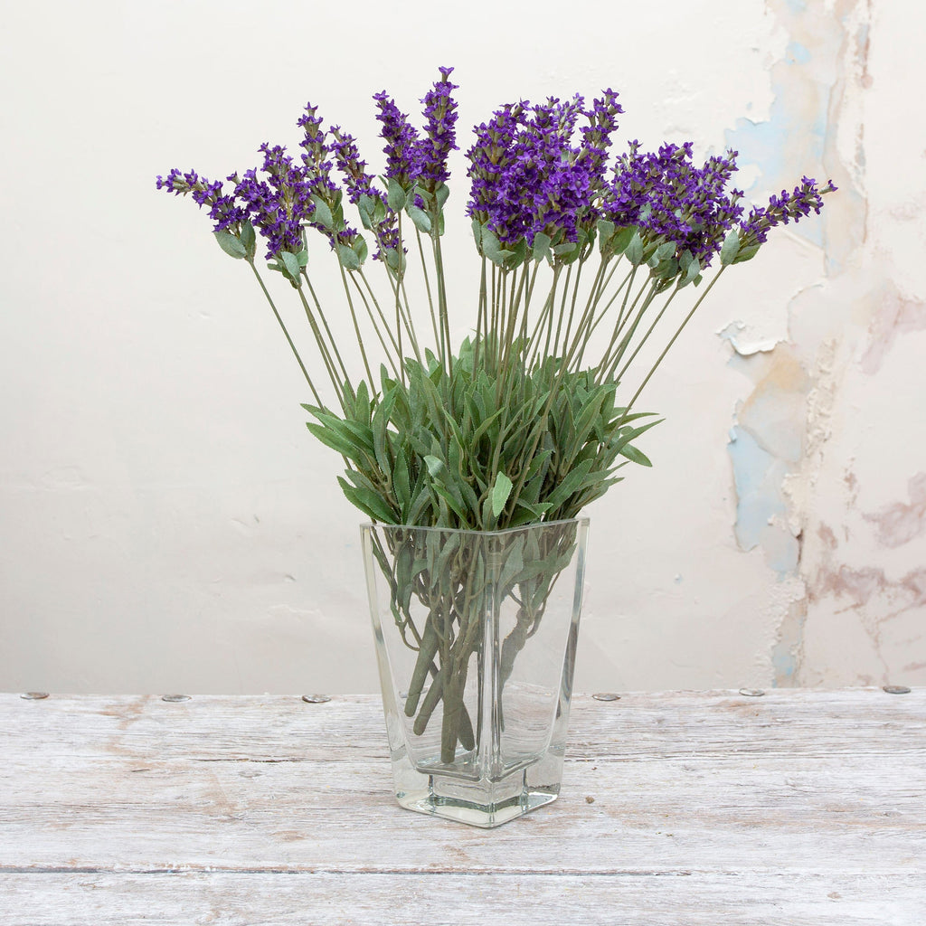 Hidcote blue lavender bush. Peony