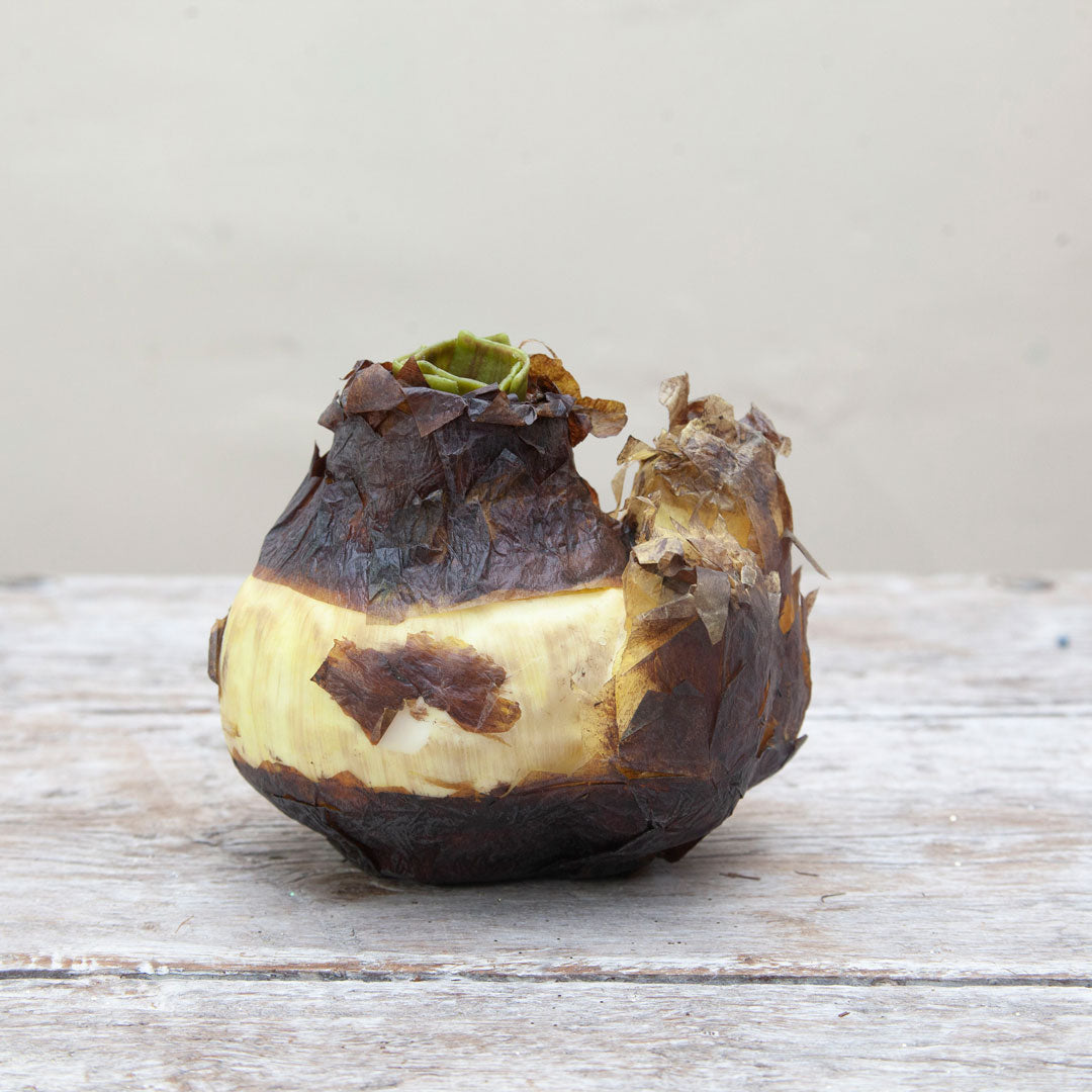 A double amaryllis bulb with visible roots, placed on a wooden surface.