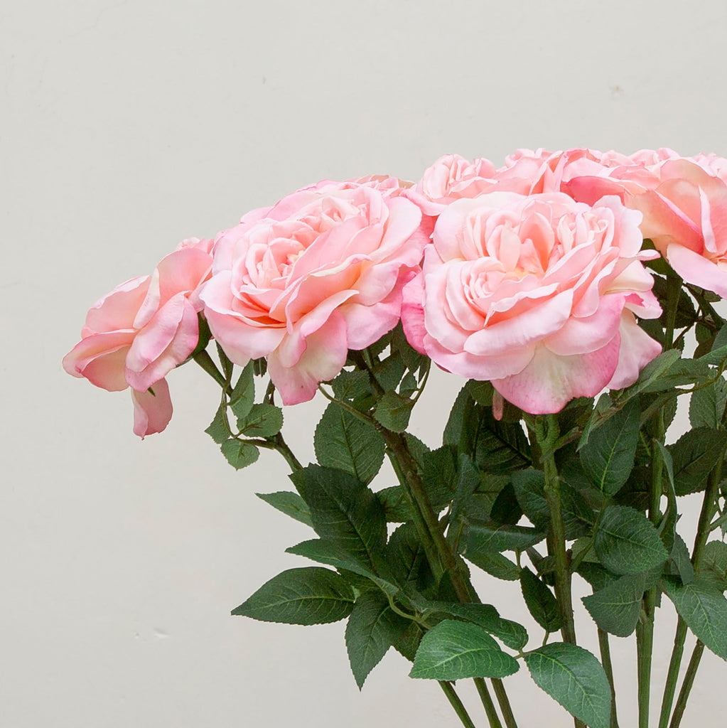 Pale pink Sophia rose with leaves. Peony