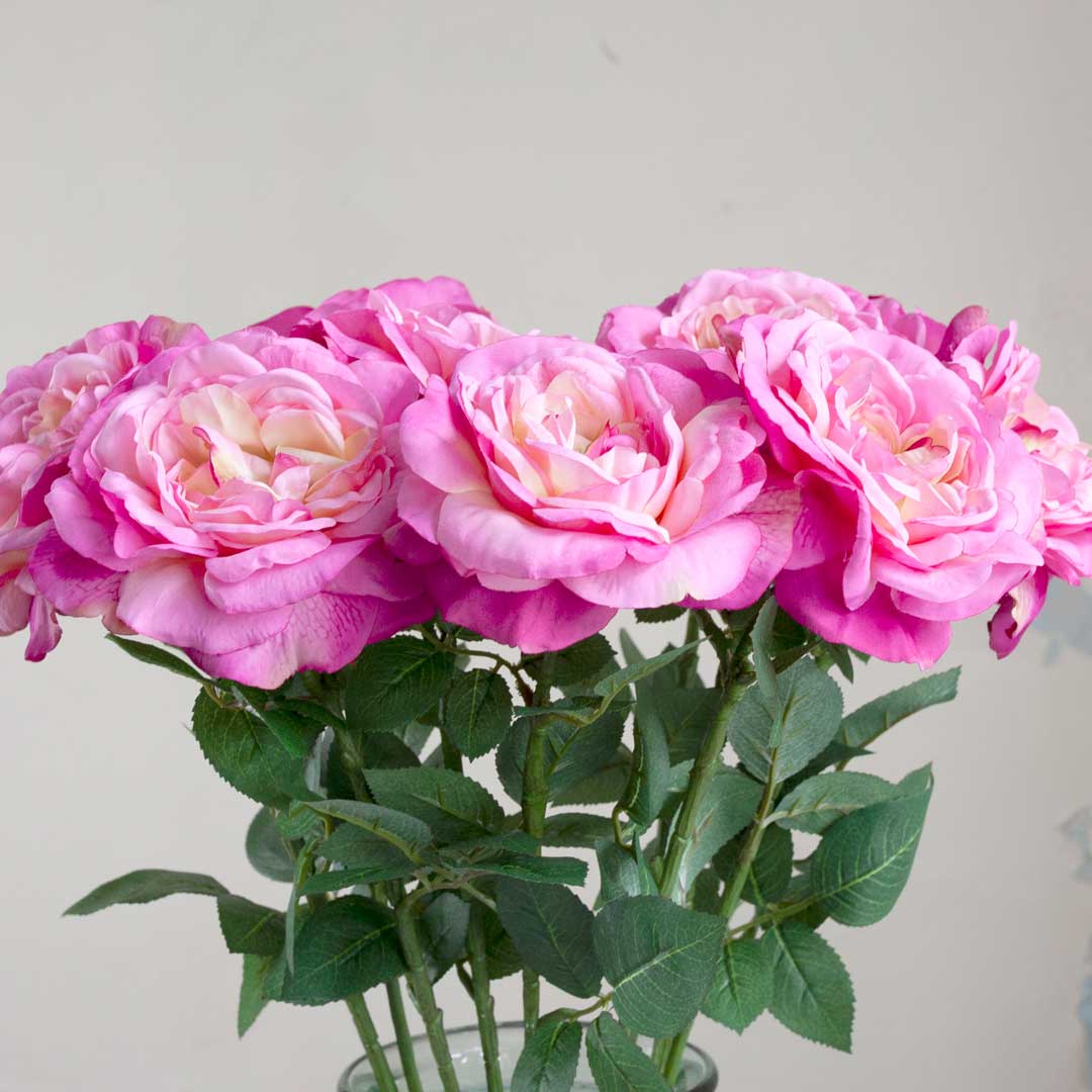 Dark Pink Sophia Rose with Leaves on a Long Stem Peony