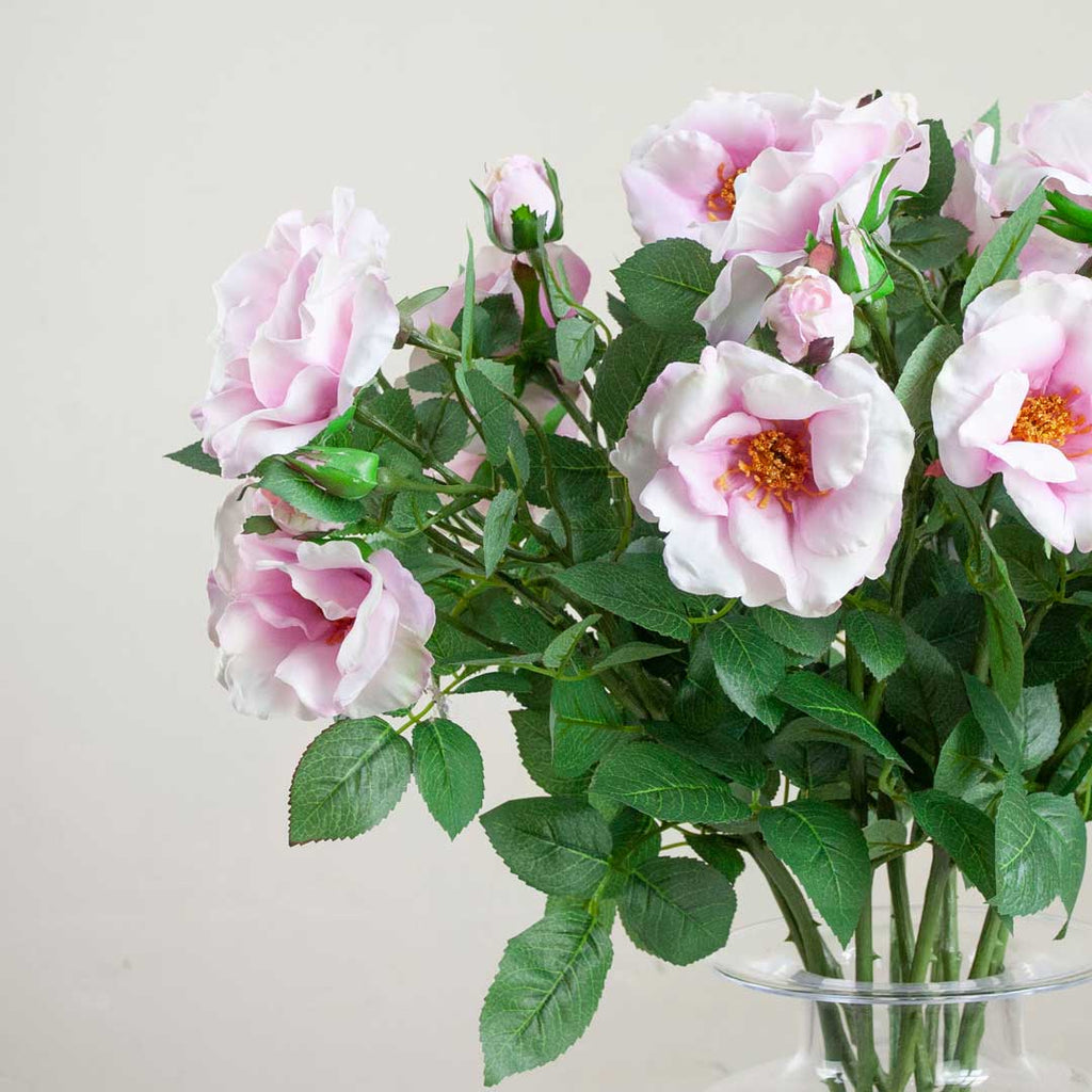 Pale Pink Old English Rose Spray with Buds and Leaves Peony