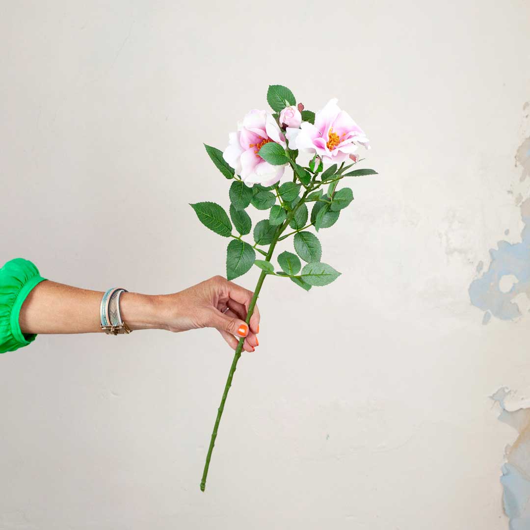 Pale Pink Old English Rose Spray with Buds and Leaves Peony