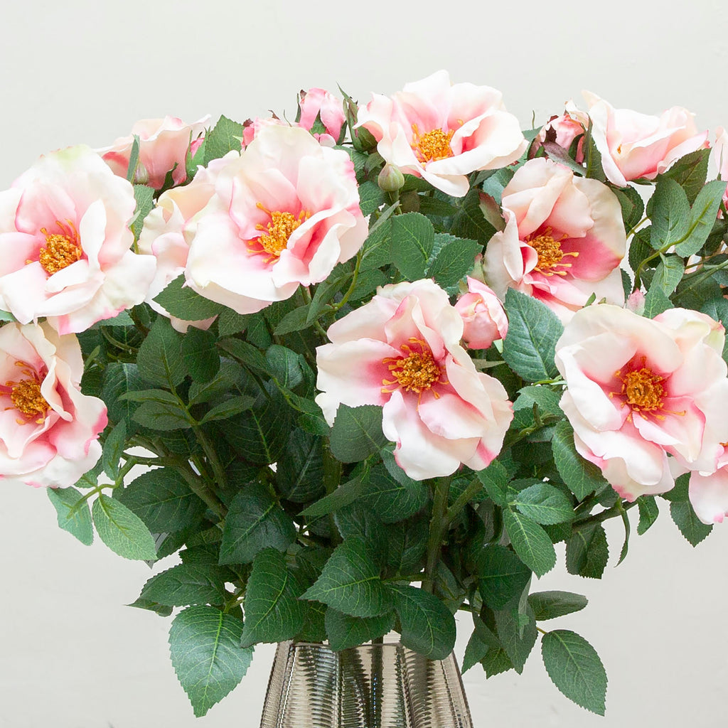 Pastel pink roses on a long stem with rose leaves. Peony