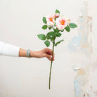 Pastel pink roses on a long stem with rose leaves. Peony