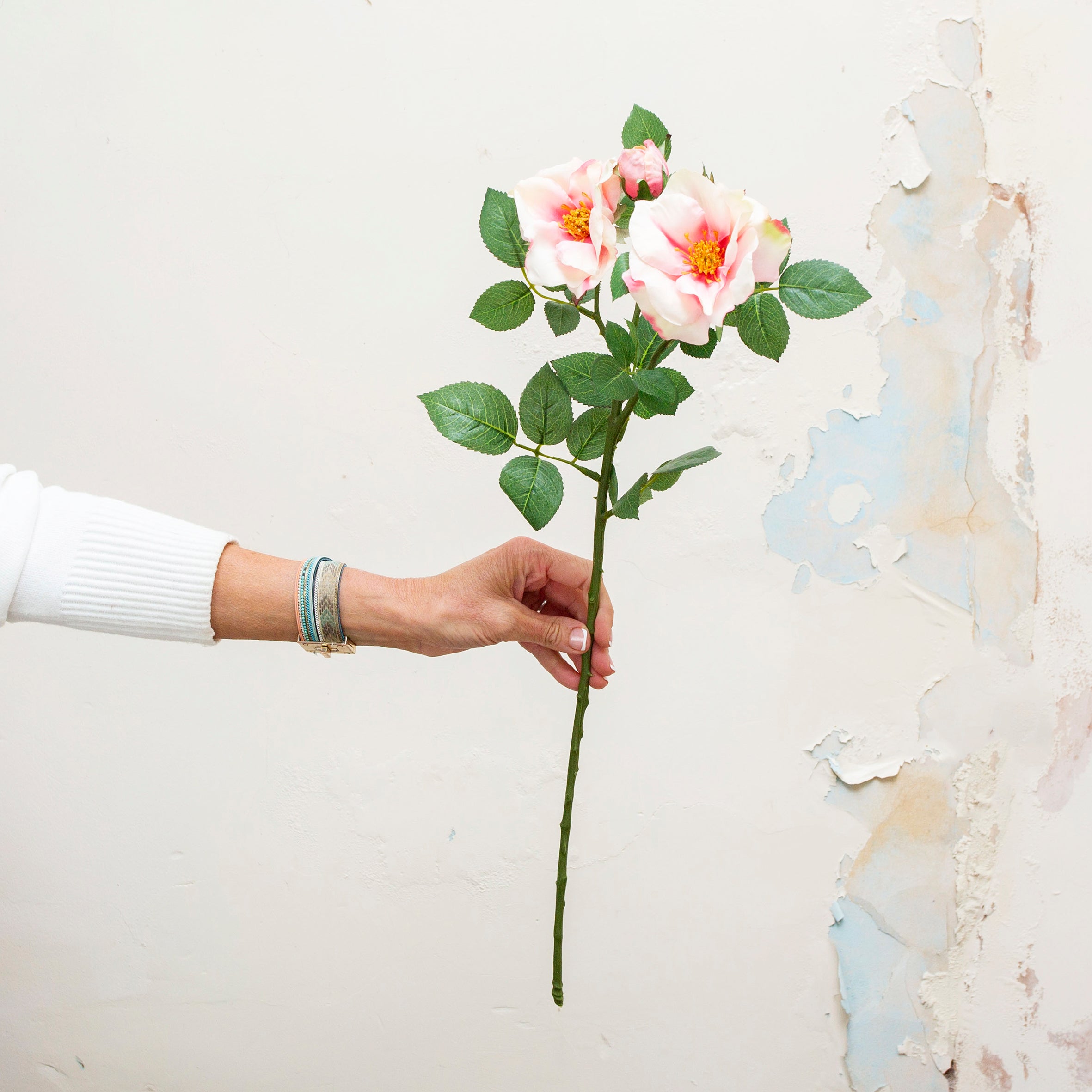 Pastel pink roses on a long stem with rose leaves. Peony