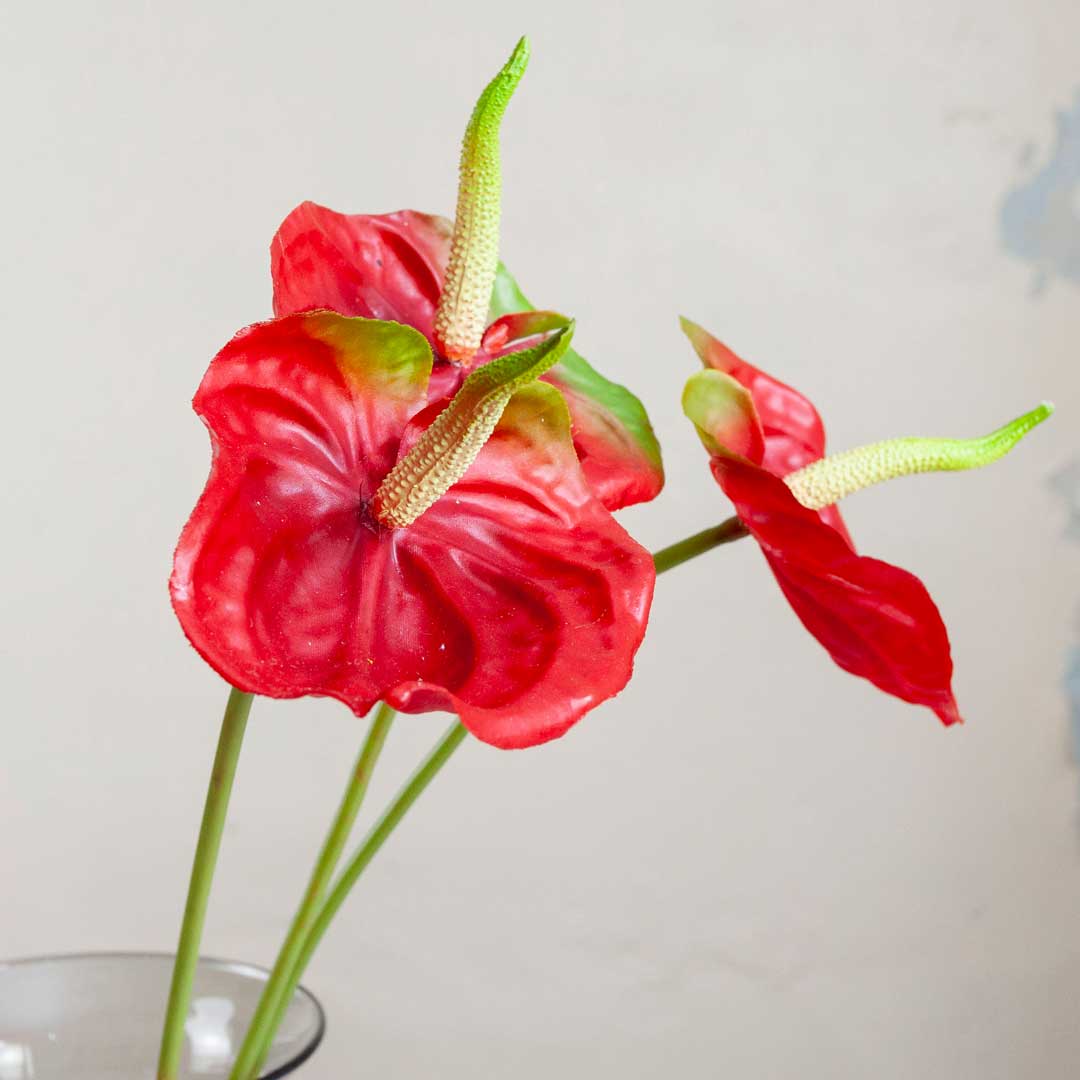 Real Touch Anthurium on a Long Stem Peony