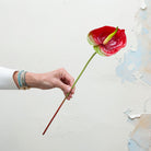 Vibrant red with a hint of green anthurium stem.