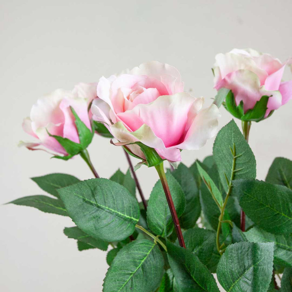 Pale Pink Alice Rose with Leaves on a Long Stem Peony