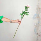 Pale Pink Alice Rose with Leaves on a Long Stem Peony