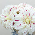 Bridal white Dalia pick with fuchsia pink stripe.