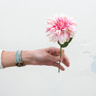 Pink with beauitful stripes the dahlia pick.