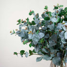 Silver Grey Eucalyptus Stem Peony
