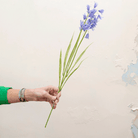 Bluebells with leaves Peony