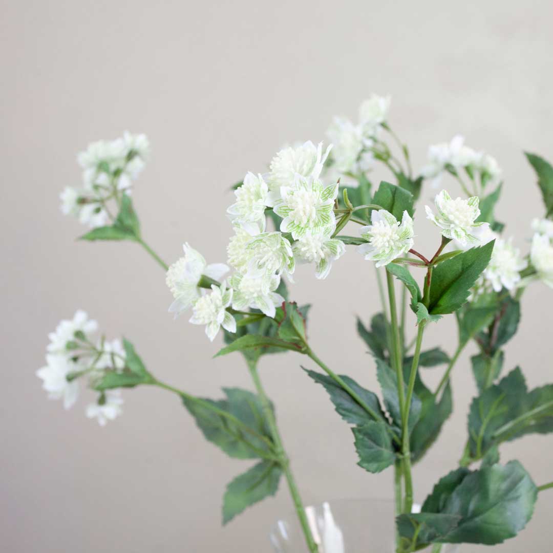White Astrantia with Leaves on a Long Stem Peony