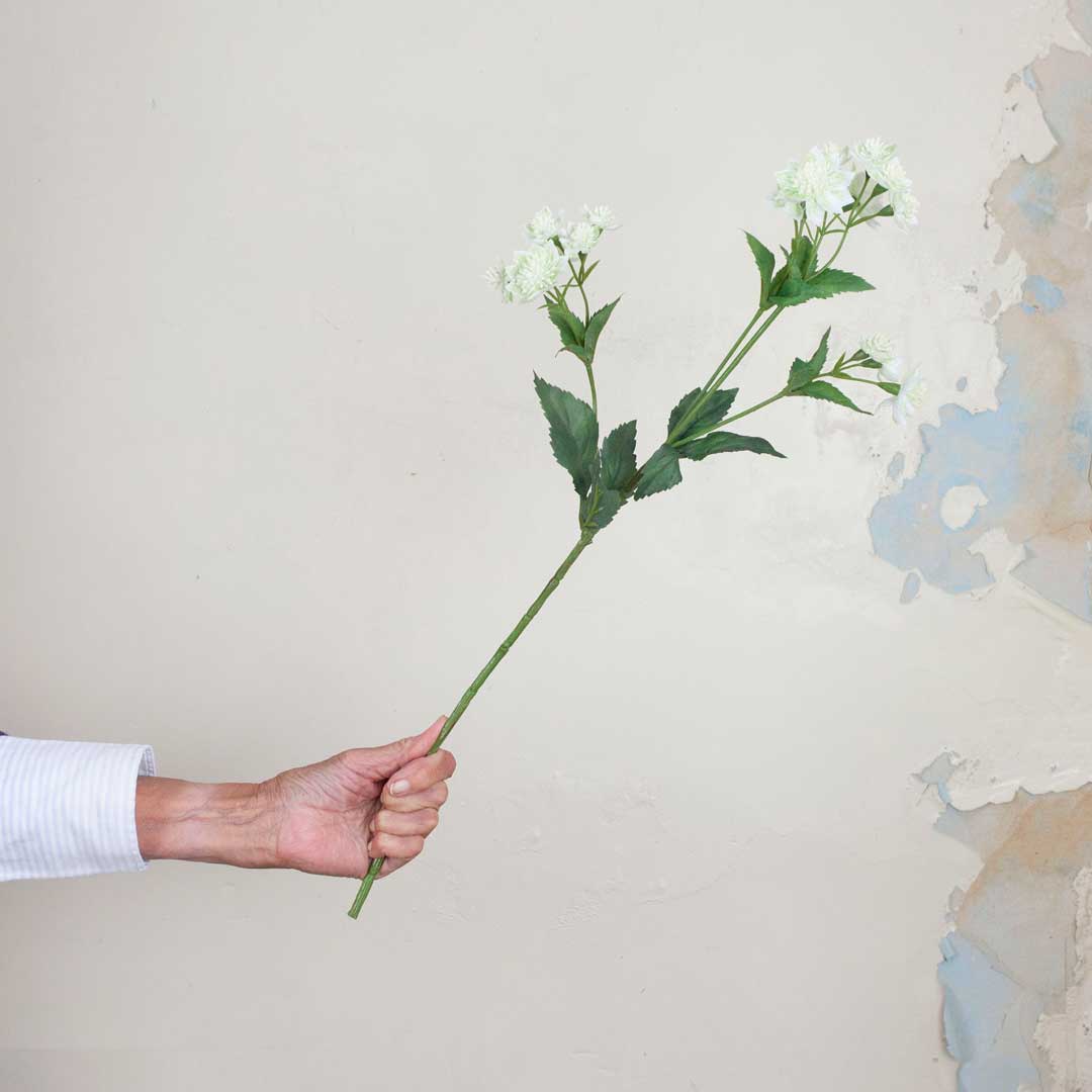 White Astrantia with Leaves on a Long Stem Peony