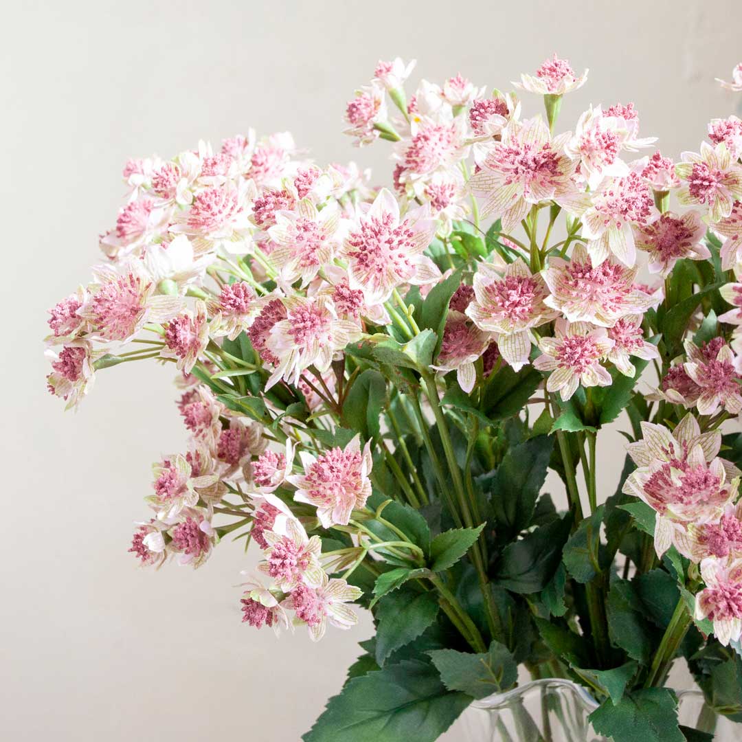 Pink Astrantia with Leaves on a Long Stem Peony