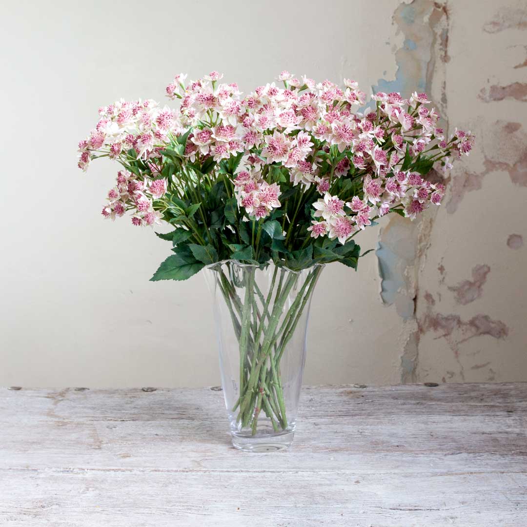 Pink Astrantia with Leaves on a Long Stem Peony