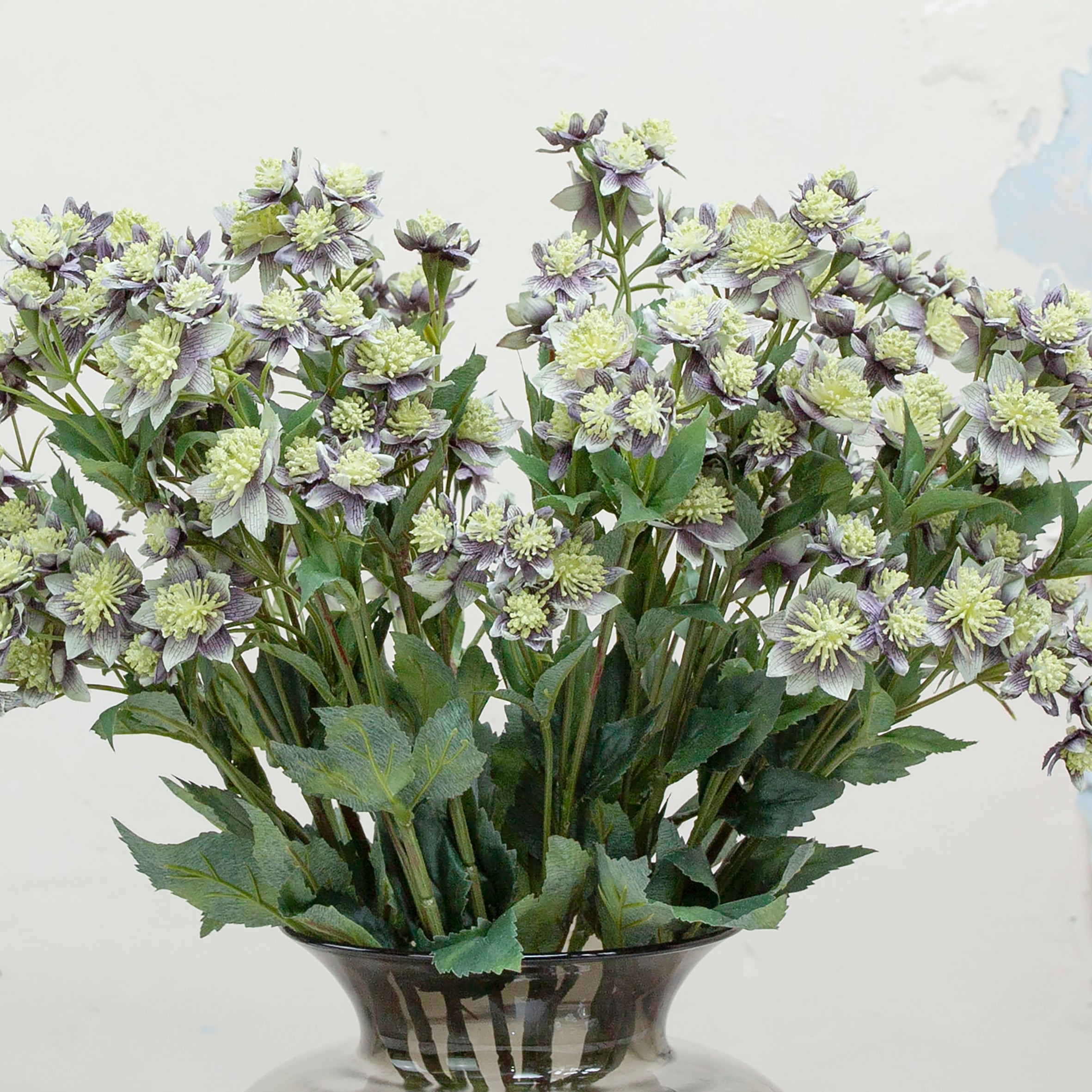 Blue/grey with green astranthia on a long stem. Peony