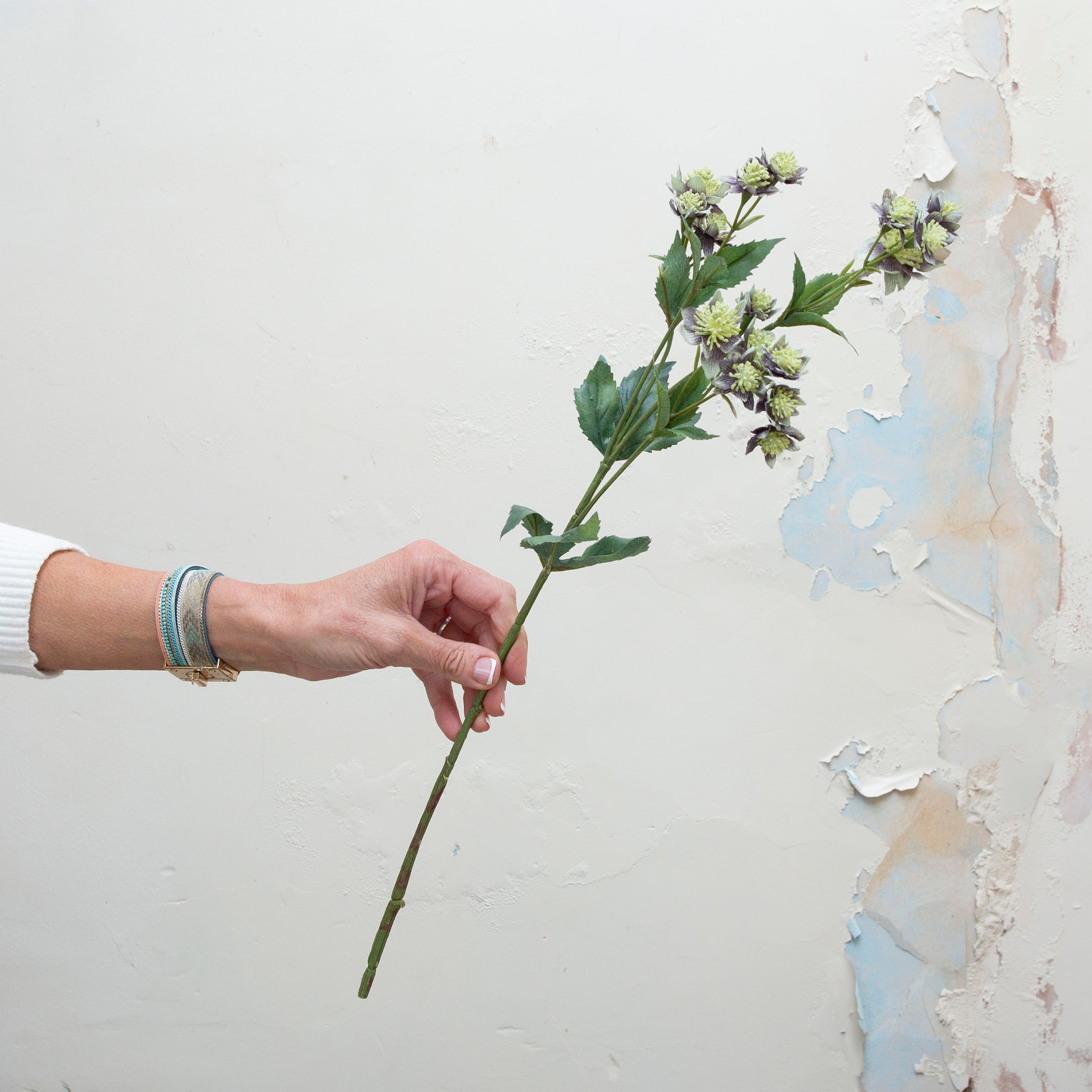 Blue/grey with green astranthia on a long stem. Peony