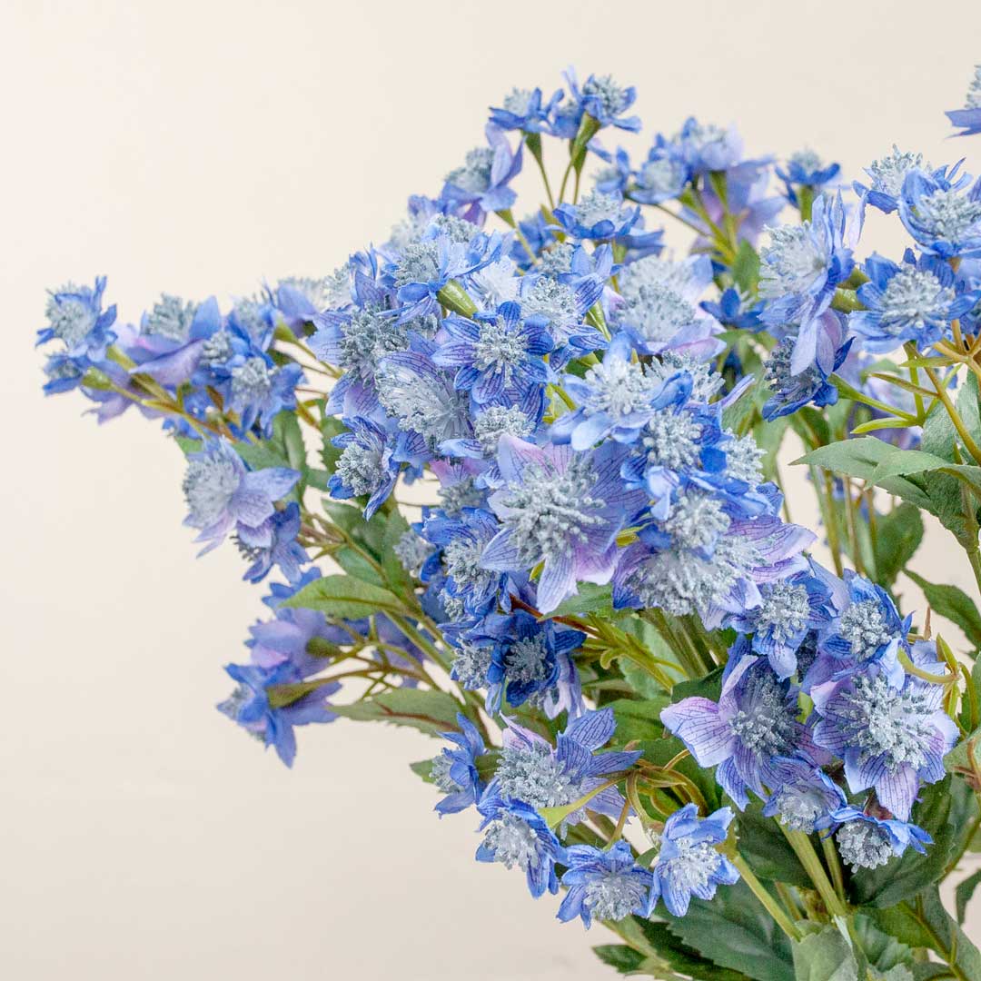 Blue Astrantia with Leaves on a Long Stem Peony