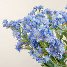 Blue Astrantia with Leaves on a Long Stem Peony