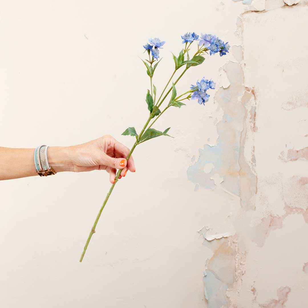Blue Astrantia with Leaves on a Long Stem Peony