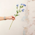 Blue Astrantia with Leaves on a Long Stem Peony