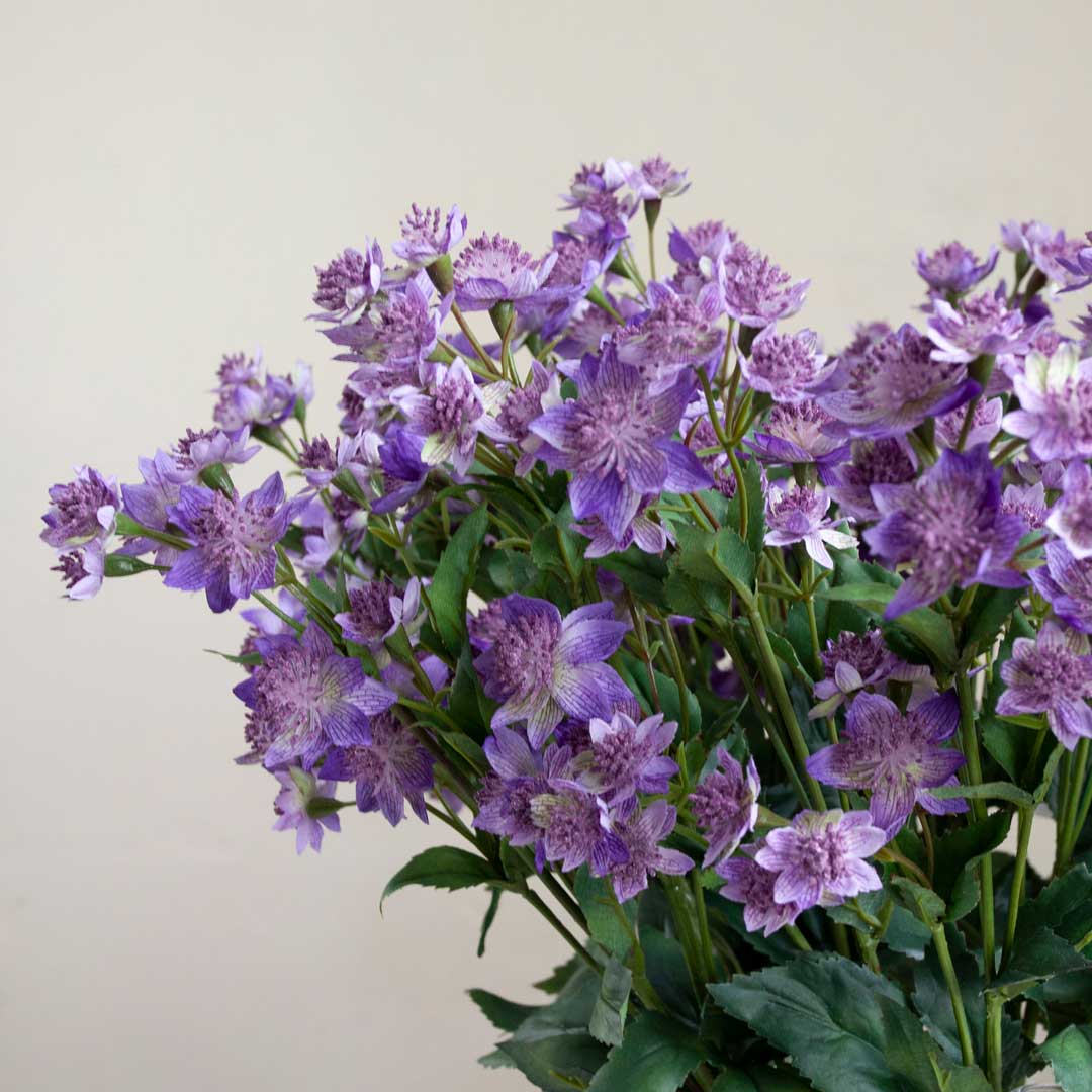 Purple Astrantia with Leaves on a Long Stem Peony