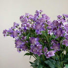 Purple Astrantia with Leaves on a Long Stem Peony