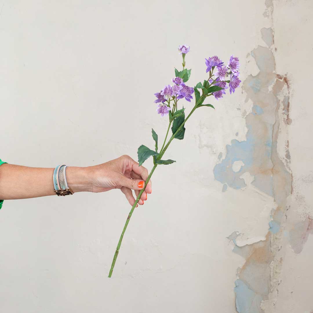 Purple Astrantia with Leaves on a Long Stem Peony