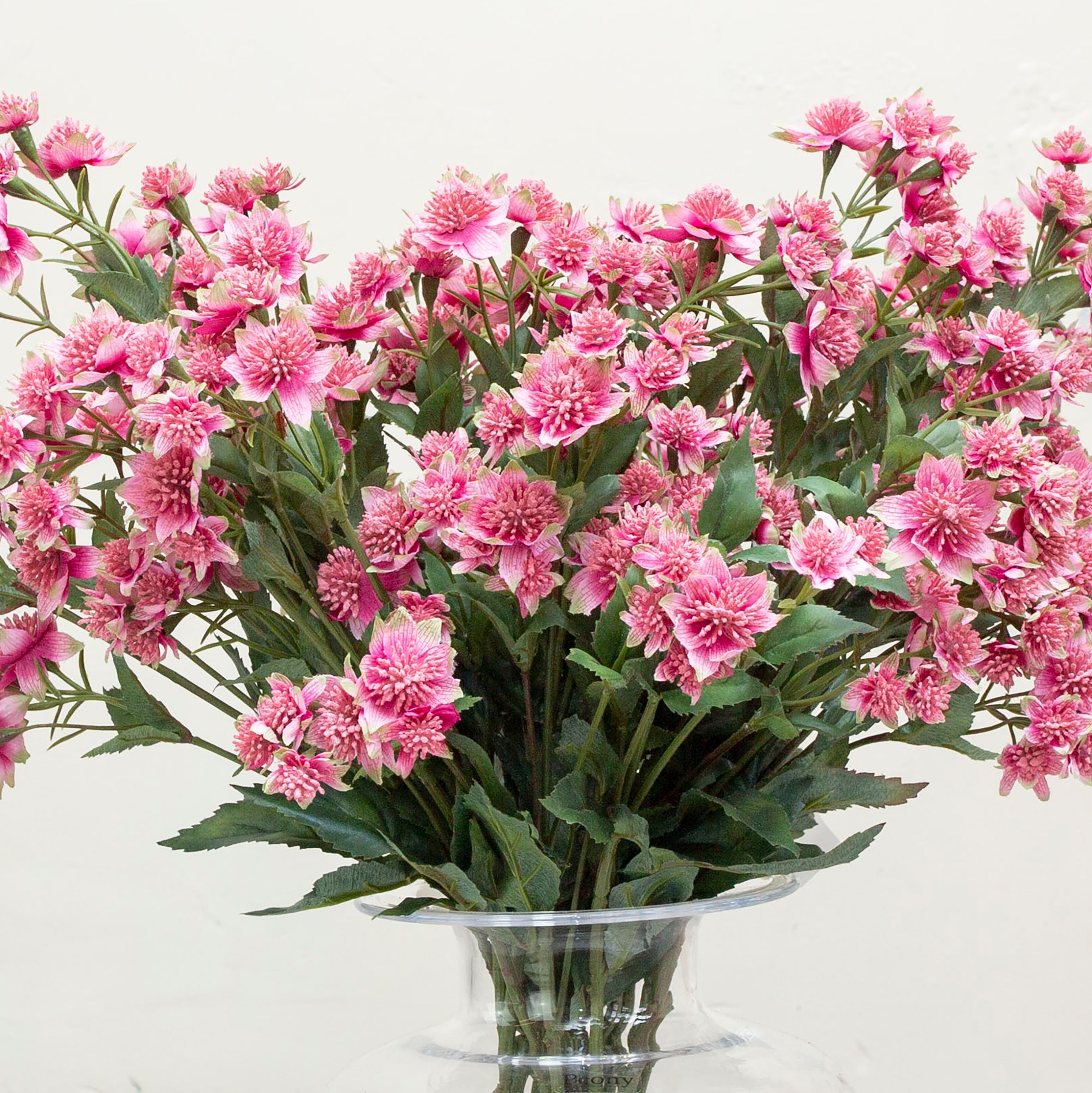 Pink astranthia on a lonf stem with an abundance of leaves. Peony