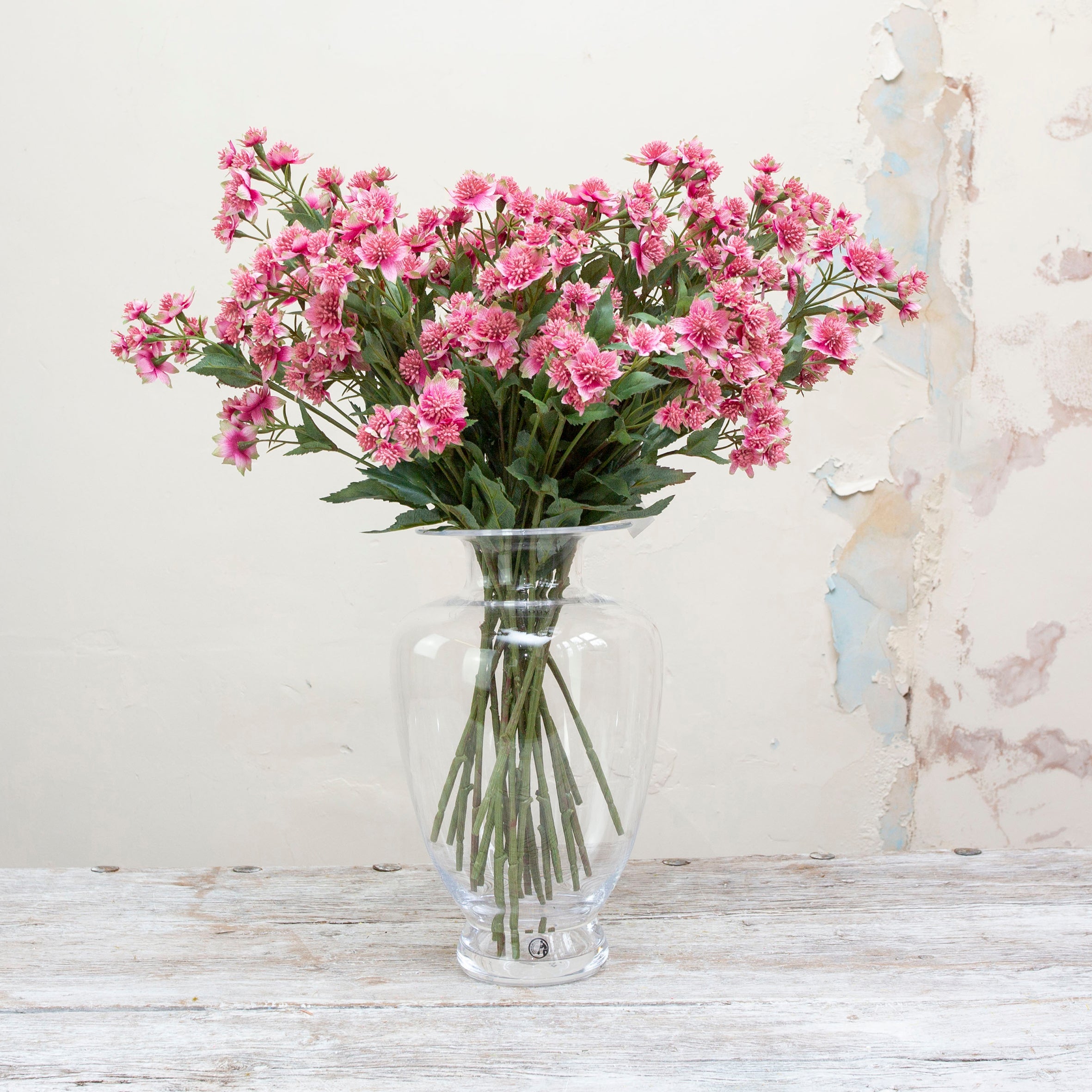 Pink astranthia on a lonf stem with an abundance of leaves. Peony