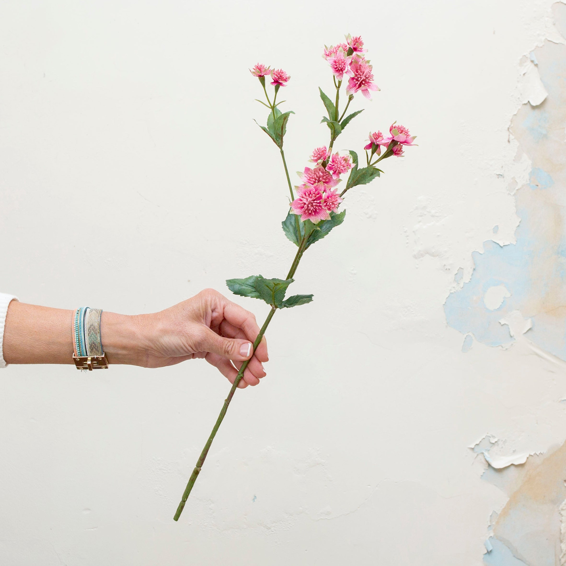 Pink astranthia on a lonf stem with an abundance of leaves. Peony